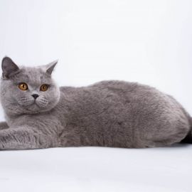 Британка кошка (40 фото)
