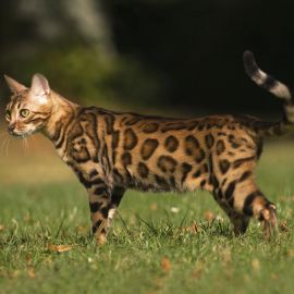 Пятнистая кошка порода (39 фото)