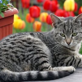 Полосатый кот порода (34 фото)