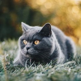 Британский короткошерстный кот (28 фото)