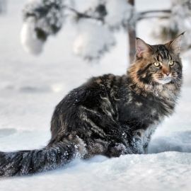 Сибирская лесная кошка (36 фото)
