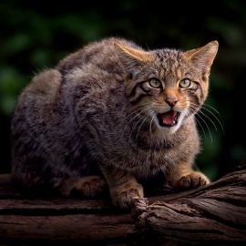 Кавказский лесной кот (25 фото)