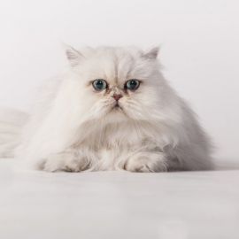 Персидский котенок (23 фото)