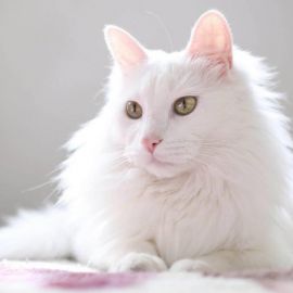 Русская белая кошка (27 фото)