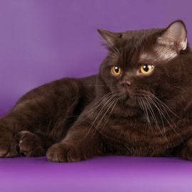 Бургундская кошка (33 фото)