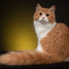 Британская длинношерстная кошка (34 фото)