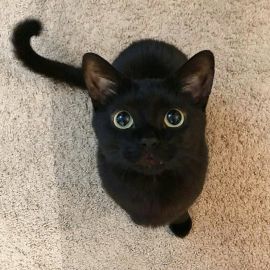 Породы черных кошек (33 фото)
