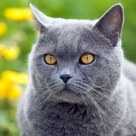 Британская порода кошек (36 фото)