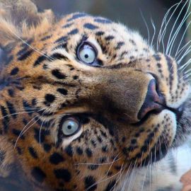 Кот леопард (35 фото)