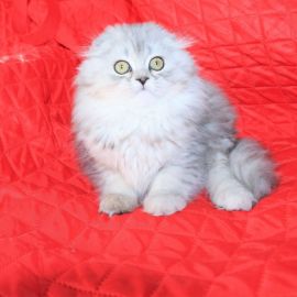 Хайленд фолд кошка (34 фото)