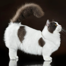 Коротколапые кошки порода манчкин (37 фото)