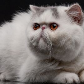Экзотическая короткошерстная кошка (37 фото)