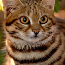 Тигровая кошка (34 фото)