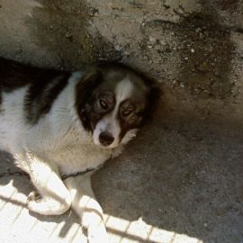 Каракачанская собака (27 фото)