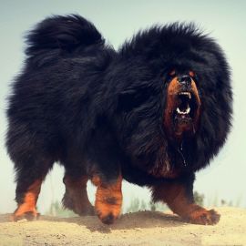 Тибетский мастиф собака (35 фото)