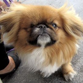 Пекинес собака (41 фото)