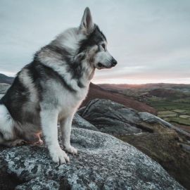Северная инуитская собака (31 фото)