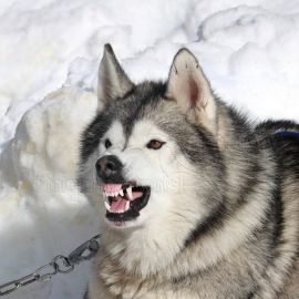 Сибирская собака (35 фото)
