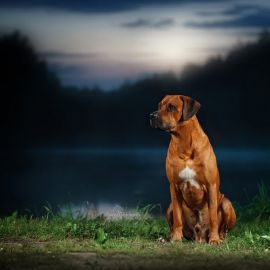 Риджбек собака (40 фото)