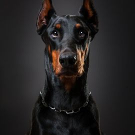 Черная собака (34 фото)