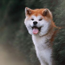 Японская порода собак акита ину (40 фото)