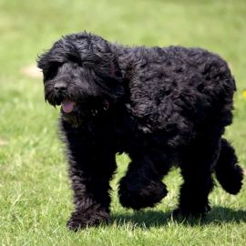 Черная кудрявая собака (32 фото)