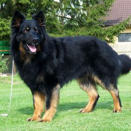 Чешская пастушья собака (29 фото)