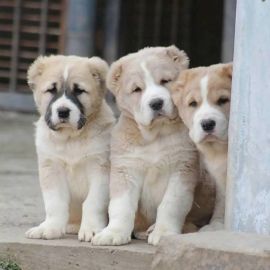 Собаки алабаи (41 фото)