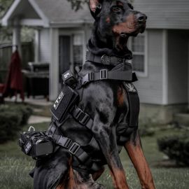 Охранные собаки (29 фото)