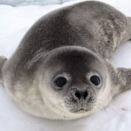 Гренландский тюлень (37 фото)