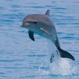 Дельфин афалина (38 фото)