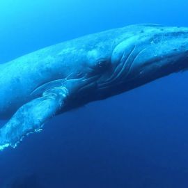 Зубастый кит (33 фото)