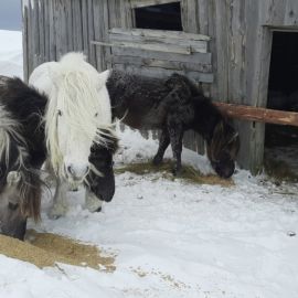 Якутская лошадь (35 фото)