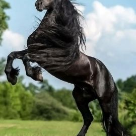 Черная лошадь (39 фото)