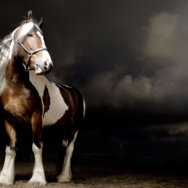 Шайры лошади (31 фото)