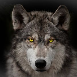 Земляной волк (37 фото)