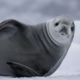 Тюлень росса (35 фото)