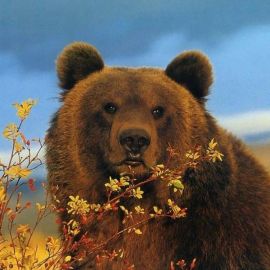 Сибирский медведь (38 фото)