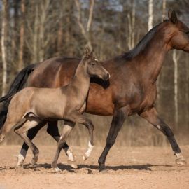 Ахалтекинец лошадь (33 фото)