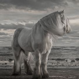 Лошадь тяжеловес (32 фото)