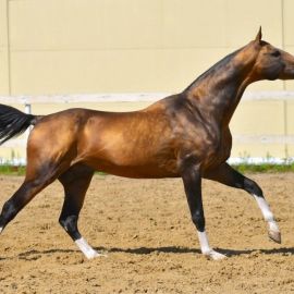 Ахалтекинская лошадь (30 фото)
