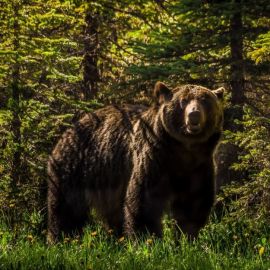 Атласский медведь (36 фото)