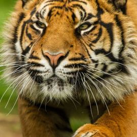 Красный тигр (38 фото)