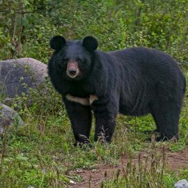Уссурийский бурый медведь (34 фото)