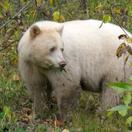 Белый медведь альбинос (32 фото)