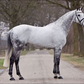 Голландская полукровная лошадь (35 фото)
