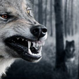 Оскал волка (41 фото)