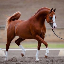 Скаковая лошадь (24 фото)