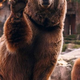 Бурый медведь (37 фото)