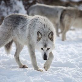 Тундровый волк (35 фото)